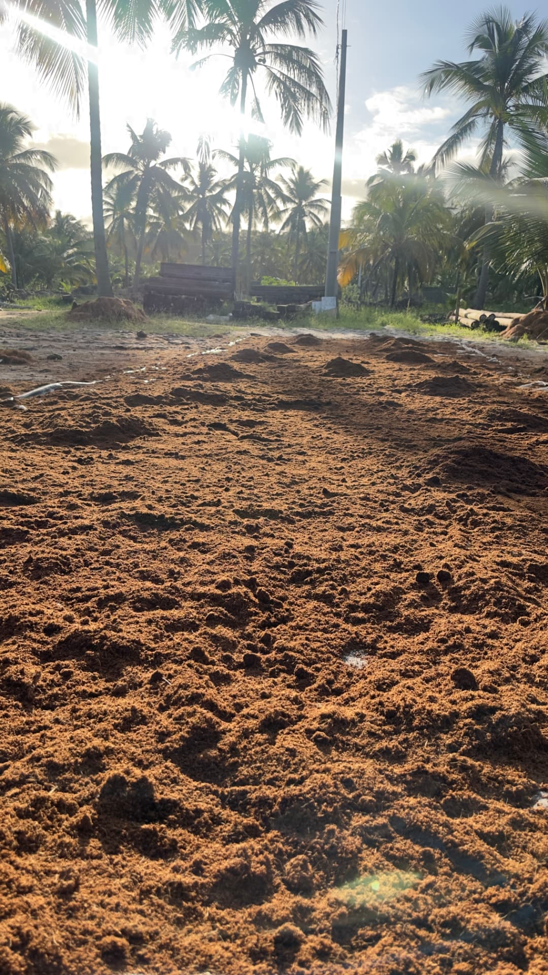 Linhas de cultivo com substrato de coco em área de produção com coqueiros ao fundo