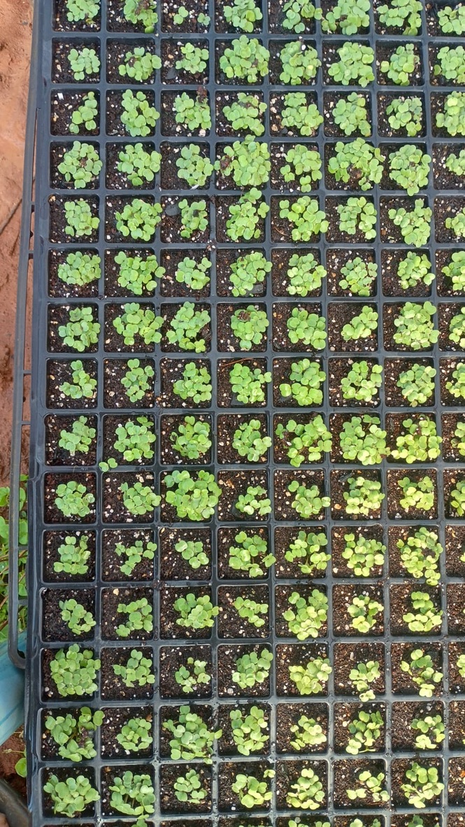 Bandeja com mudas cultivadas em substrato com pó de coco lavado