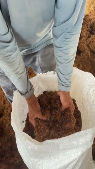 Trabalhador enchendo um saco com pó de coco