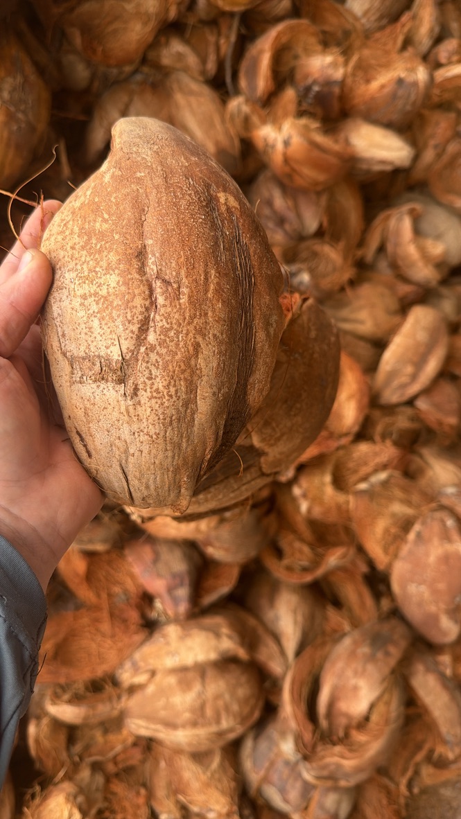 Mão segurando pedaços de casca de coco (chips) — foto do material Eco e Ponto