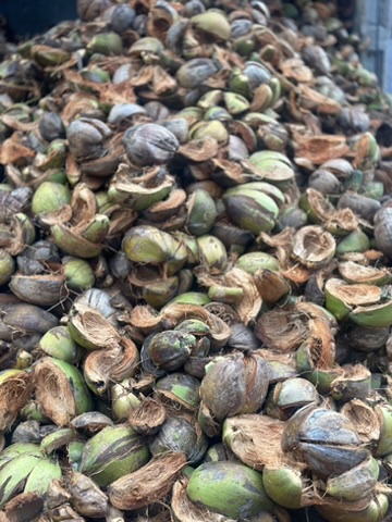 Pilha de cascas de coco verde